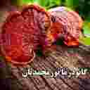 گانودرما نورمحمدیان ، تولید و پخش قارچ خالص گانودرما در کرمان
