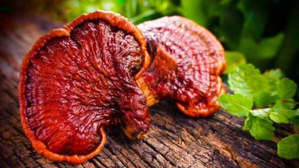 Ganoderma mantarı nedir?