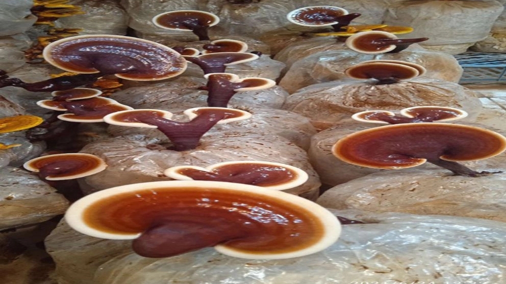 خواص قارچ گانودرما