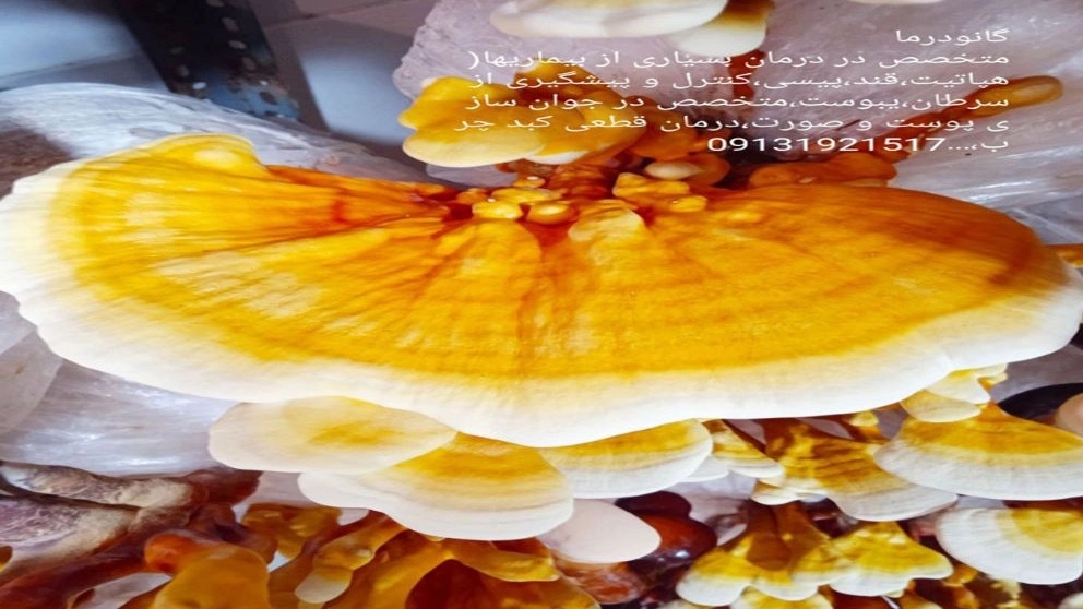 خواص قارچ گانودرما