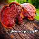 گانودرما نورمحمدیان ، تولید و پخش قارچ خالص گانودرما در کرمان