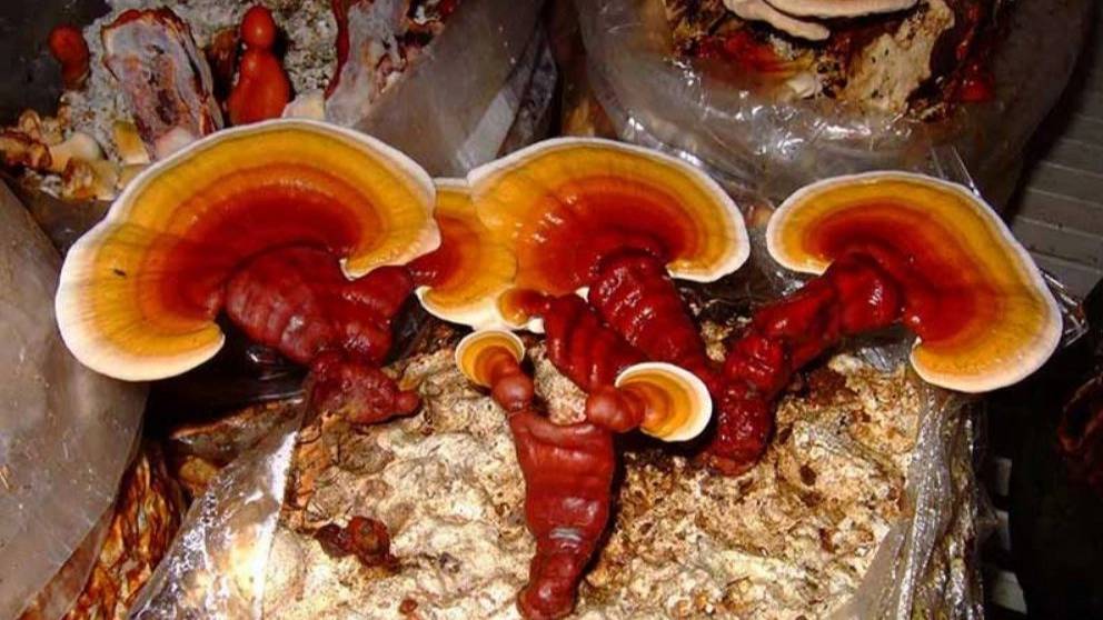 ترکیبات ویژه گانودرما چیست؟