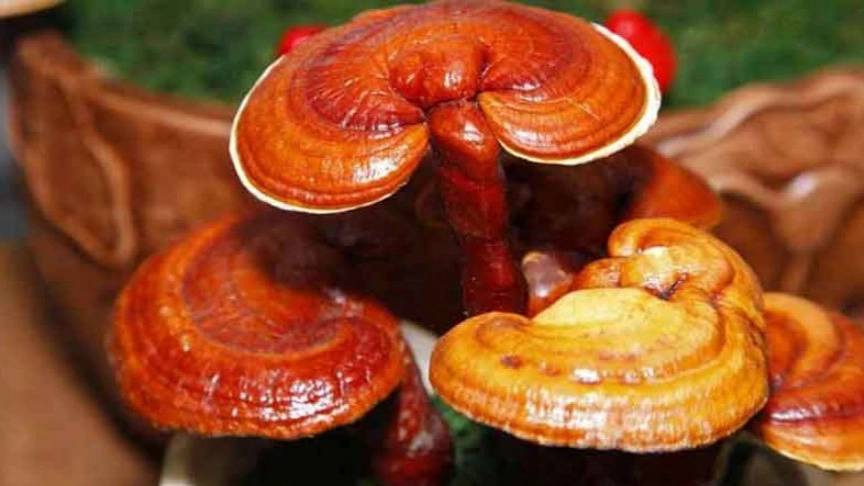 قارچ گانودرما چیست؟ قارچ گانودرما چیست؟