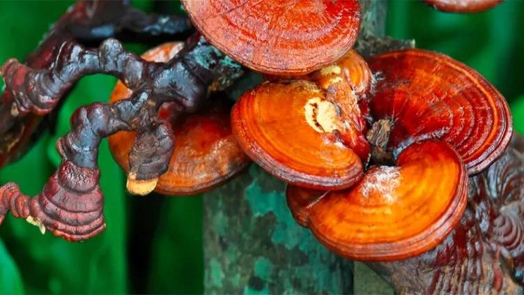 قارچ گانودرما چیست؟ قارچ گانودرما چیست؟