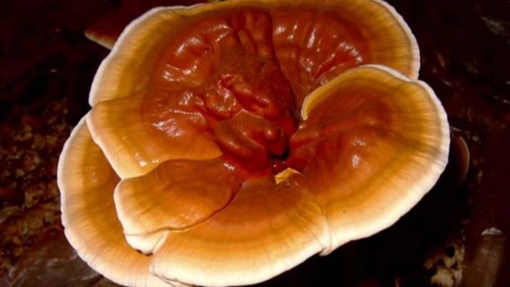 گانودرما محمدیان گانودرما محمدیان